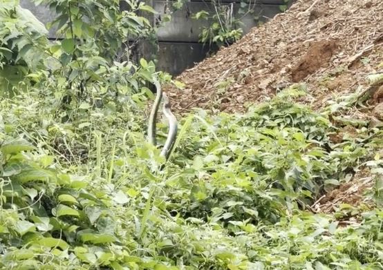Đi t&igrave;m m&egrave;o, người đ&agrave;n &ocirc;ng bắt gặp cảnh tượng bất ngờ sau nh&agrave; - Ảnh 1.