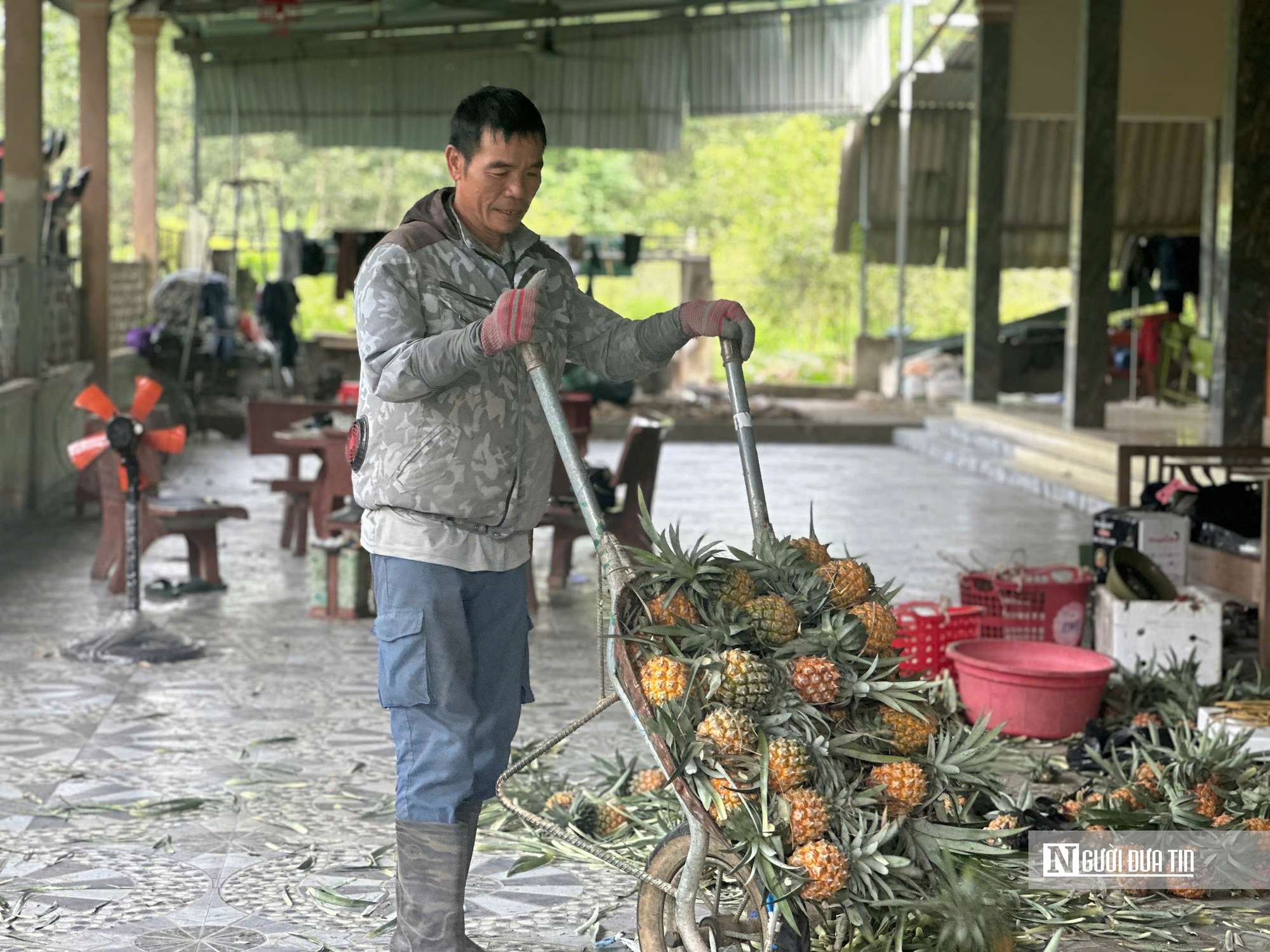 Làm giàu từ mô hình trồng dứa theo chuỗi liên kết bền vững- Ảnh 5. Làm giàu từ mô hình trồng dứa theo chuỗi liên kết bền vững- Ảnh 5.