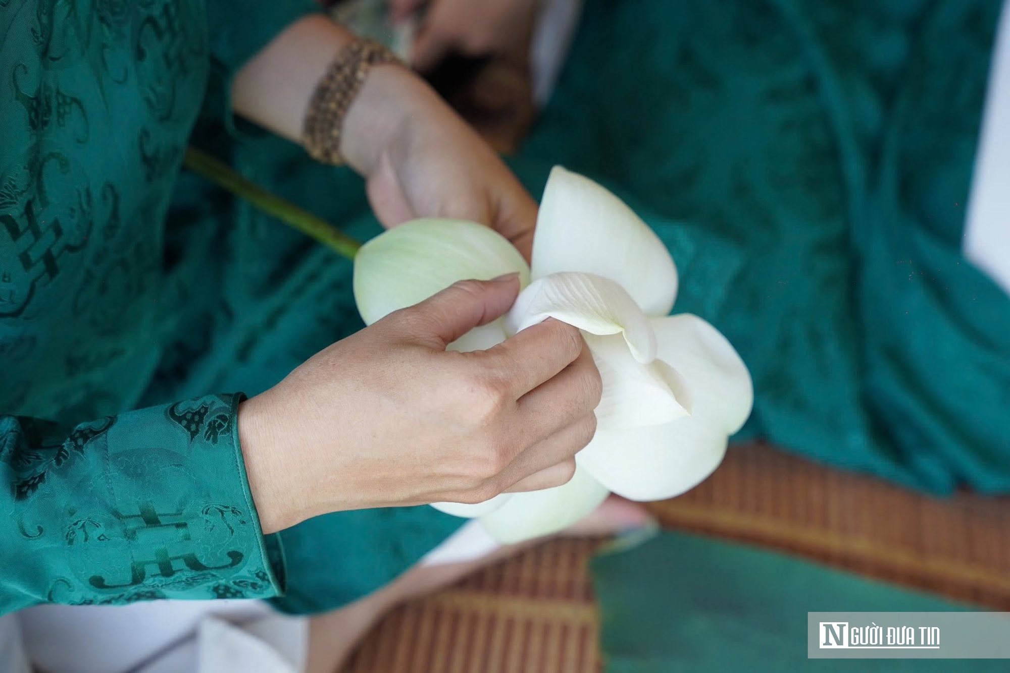 Ảnh: Du khách thích thú ngắm sen, thưởng tiệc cung đình giữa Đảo Bồng Lai- Ảnh 9. Ảnh: Du khách thích thú ngắm sen, thưởng tiệc cung đình giữa Đảo Bồng Lai- Ảnh 9.