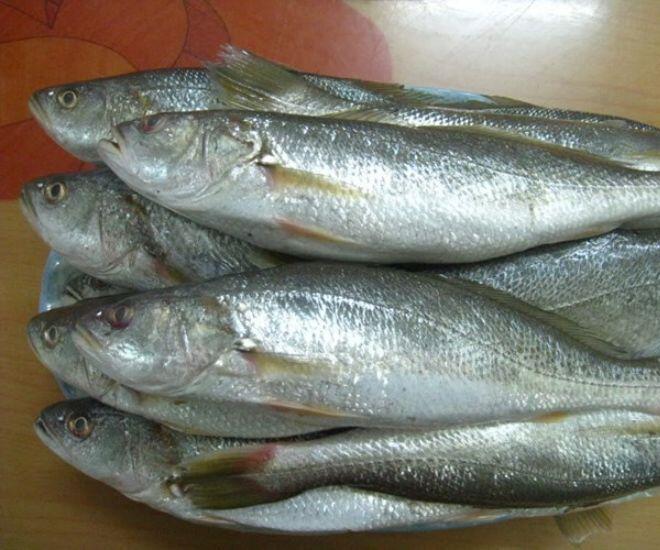 Loài cá nghe tên