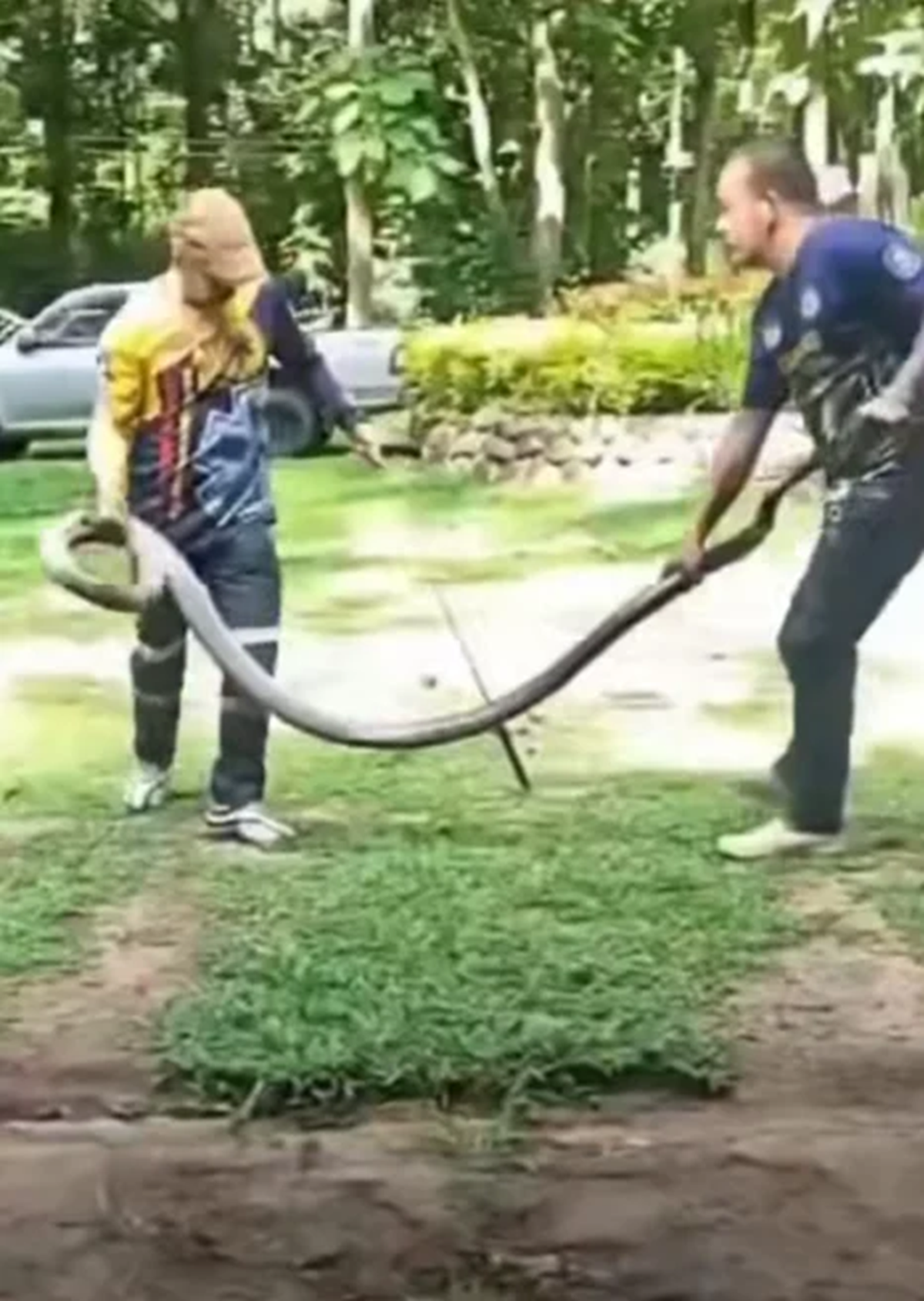 Bắt sống rắn hổ mang chúa khổng lồ dài 4 mét ẩn nấp trong xe- Ảnh 3.