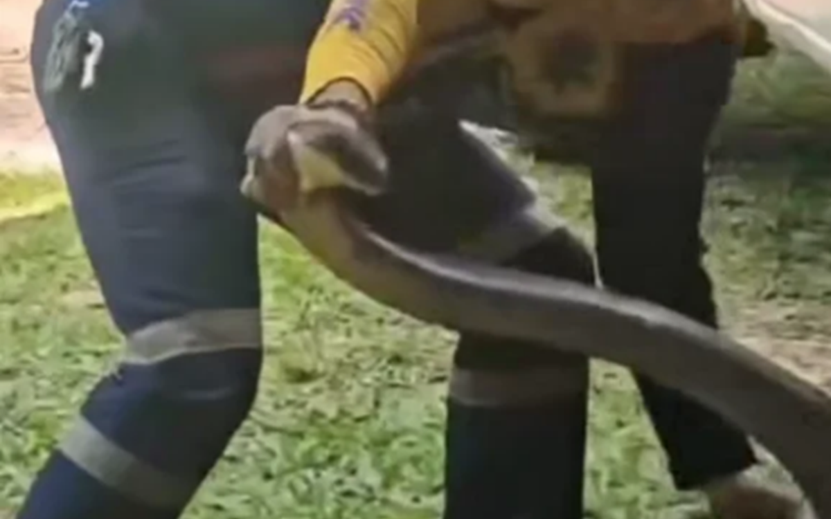 Bắt rắn bằng tay kh&ocirc;ng, người đ&agrave;n &ocirc;ng chụp ảnh v&agrave; c&aacute;i kết "g&acirc;y sốc"- Ảnh 2.