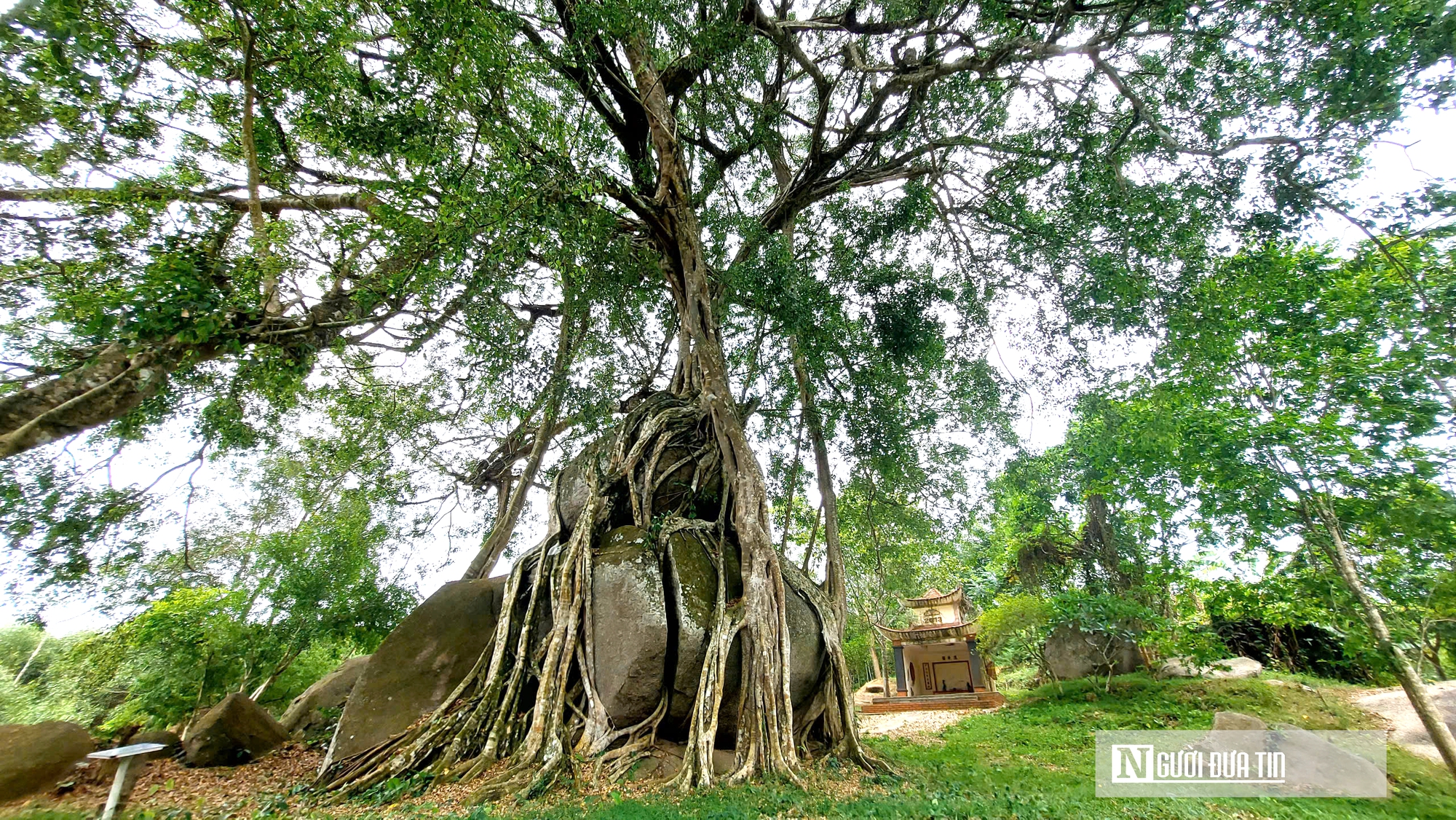 Cận cảnh c&acirc;y sanh di sản ngh&igrave;n tuổi &ocirc;m đ&aacute; thế &lsquo;m&acirc;m x&ocirc;i con g&agrave;&rsquo; độc nhất v&ocirc; nhị ở Nghệ An - Ảnh 1.
