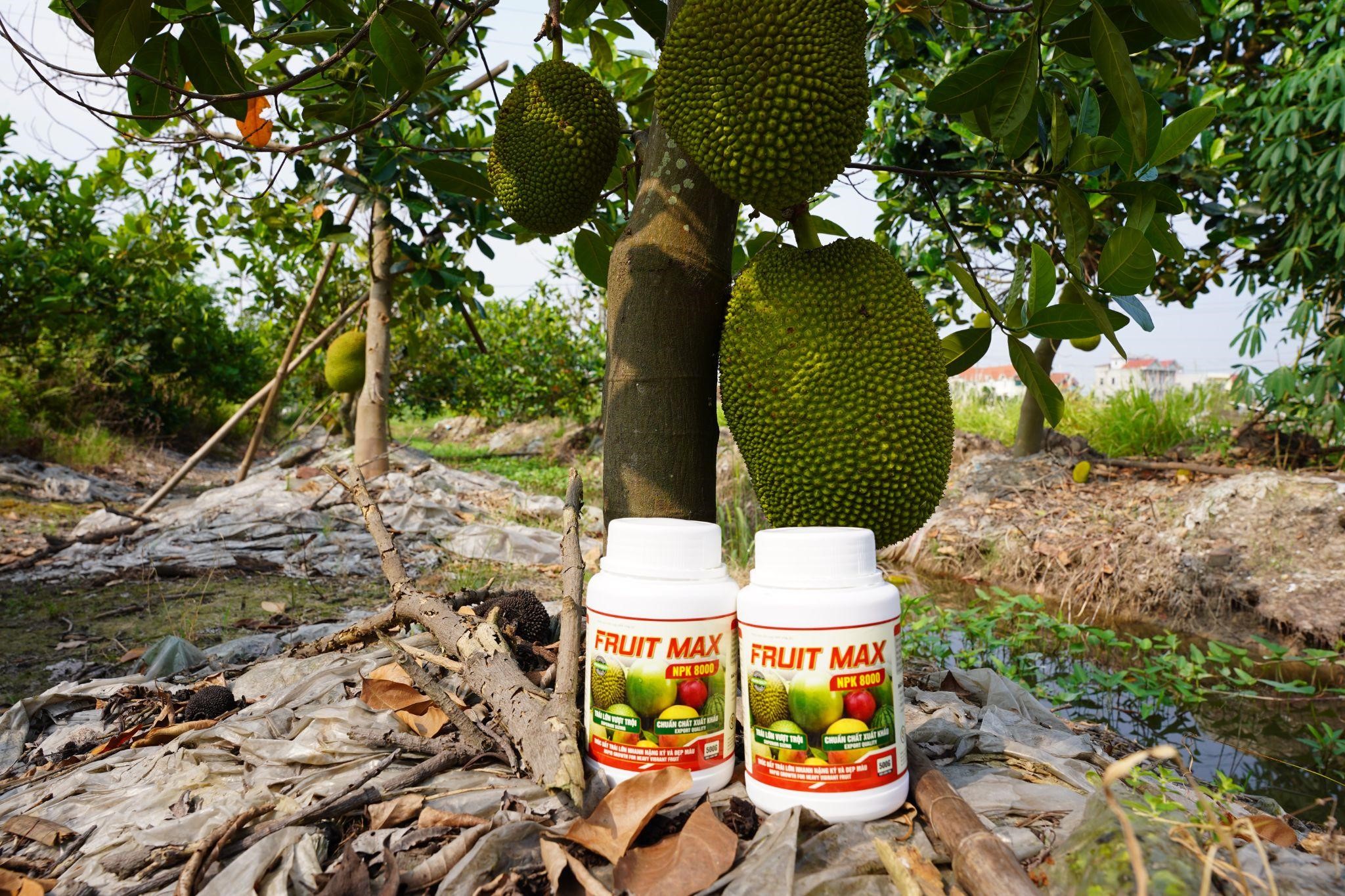 FRUIT MAX NPK 8000: Giải pháp nuôi trái lớn nhanh, bóng đẹp, nặng ký, nâng tầm giá trị nông sản xuất khẩu - Ảnh 1.