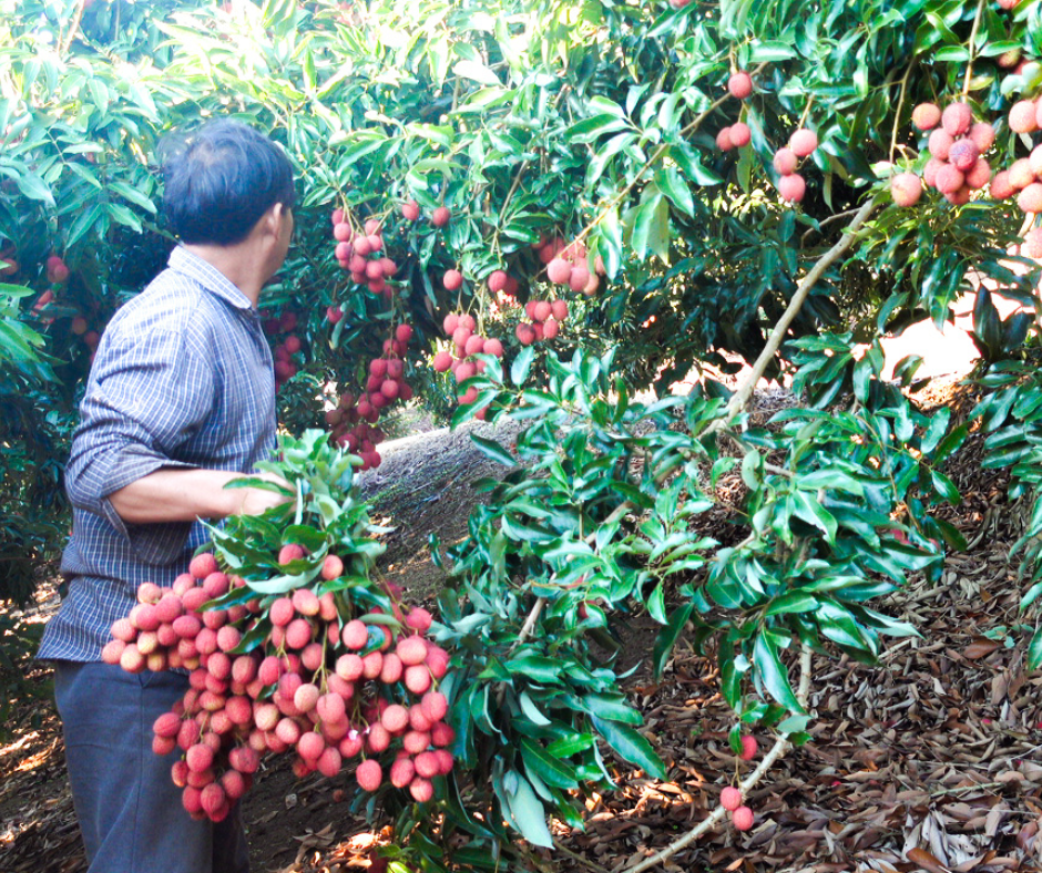 FRUIT MAX NPK 8000: Giải pháp nuôi trái lớn nhanh, bóng đẹp, nặng ký, nâng tầm giá trị nông sản xuất khẩu - Ảnh 2.