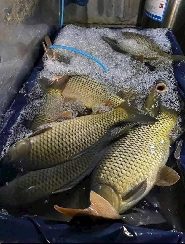 Loại c&aacute; gi&agrave;u protein, gi&uacute;p k&eacute;o d&agrave;i tuổi thọ ở người cao tuổi - Ảnh 1.