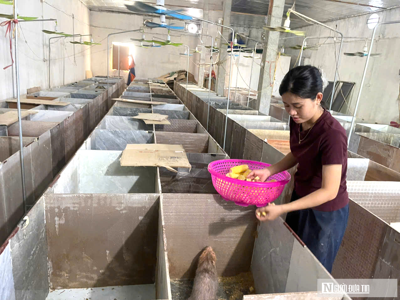 Cặp vợ chồng ở Nghệ An về quê nuôi con “ngủ ngày cày đêm” lãi hàng trăm triệu đồng- Ảnh 1. Cặp vợ chồng ở Nghệ An về quê nuôi con “ngủ ngày cày đêm” lãi hàng trăm triệu đồng- Ảnh 1.
