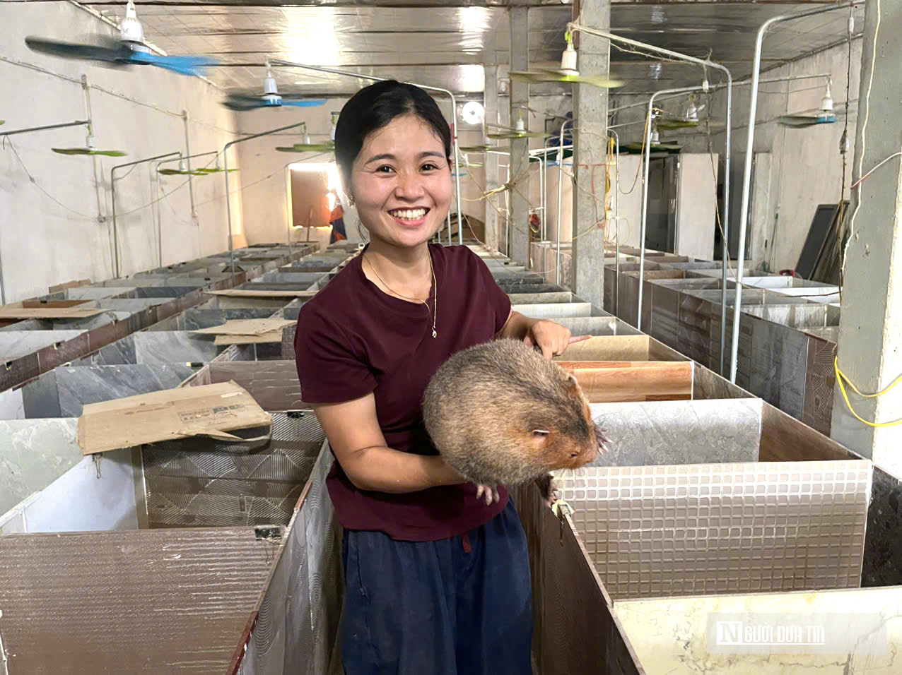 Cặp vợ chồng ở Nghệ An về quê nuôi con “ngủ ngày cày đêm” lãi hàng trăm triệu đồng- Ảnh 11. Cặp vợ chồng ở Nghệ An về quê nuôi con “ngủ ngày cày đêm” lãi hàng trăm triệu đồng- Ảnh 11.