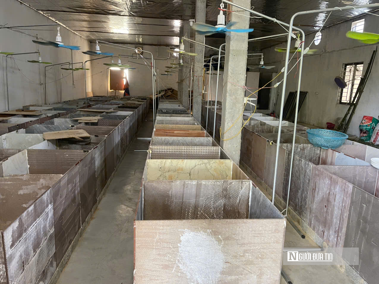 Cặp vợ chồng ở Nghệ An về quê nuôi con “ngủ ngày cày đêm” lãi hàng trăm triệu đồng- Ảnh 5. Cặp vợ chồng ở Nghệ An về quê nuôi con “ngủ ngày cày đêm” lãi hàng trăm triệu đồng- Ảnh 5.