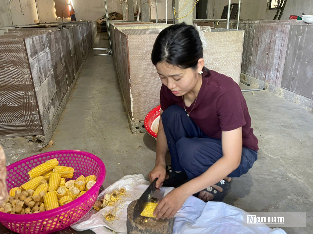 Cặp vợ chồng ở Nghệ An về quê nuôi con “ngủ ngày cày đêm” lãi hàng trăm triệu đồng- Ảnh 6. Cặp vợ chồng ở Nghệ An về quê nuôi con “ngủ ngày cày đêm” lãi hàng trăm triệu đồng- Ảnh 6.