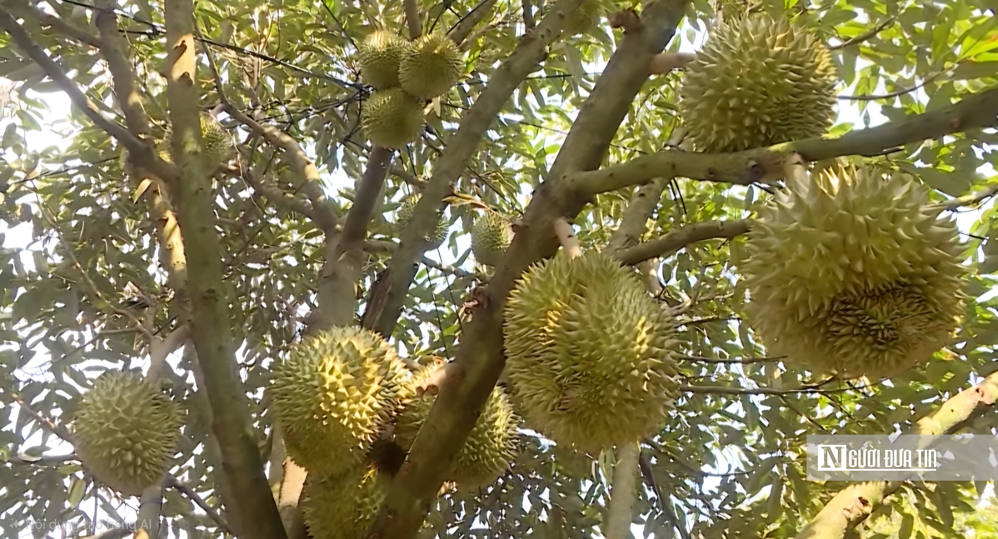  &ldquo;Thủ phủ sầu ri&ecirc;ng&rdquo; mới rộng lớn bậc nhất Đ&ocirc;ng Nam Bộ v&agrave;o vụ thu hoạch- Ảnh 5.