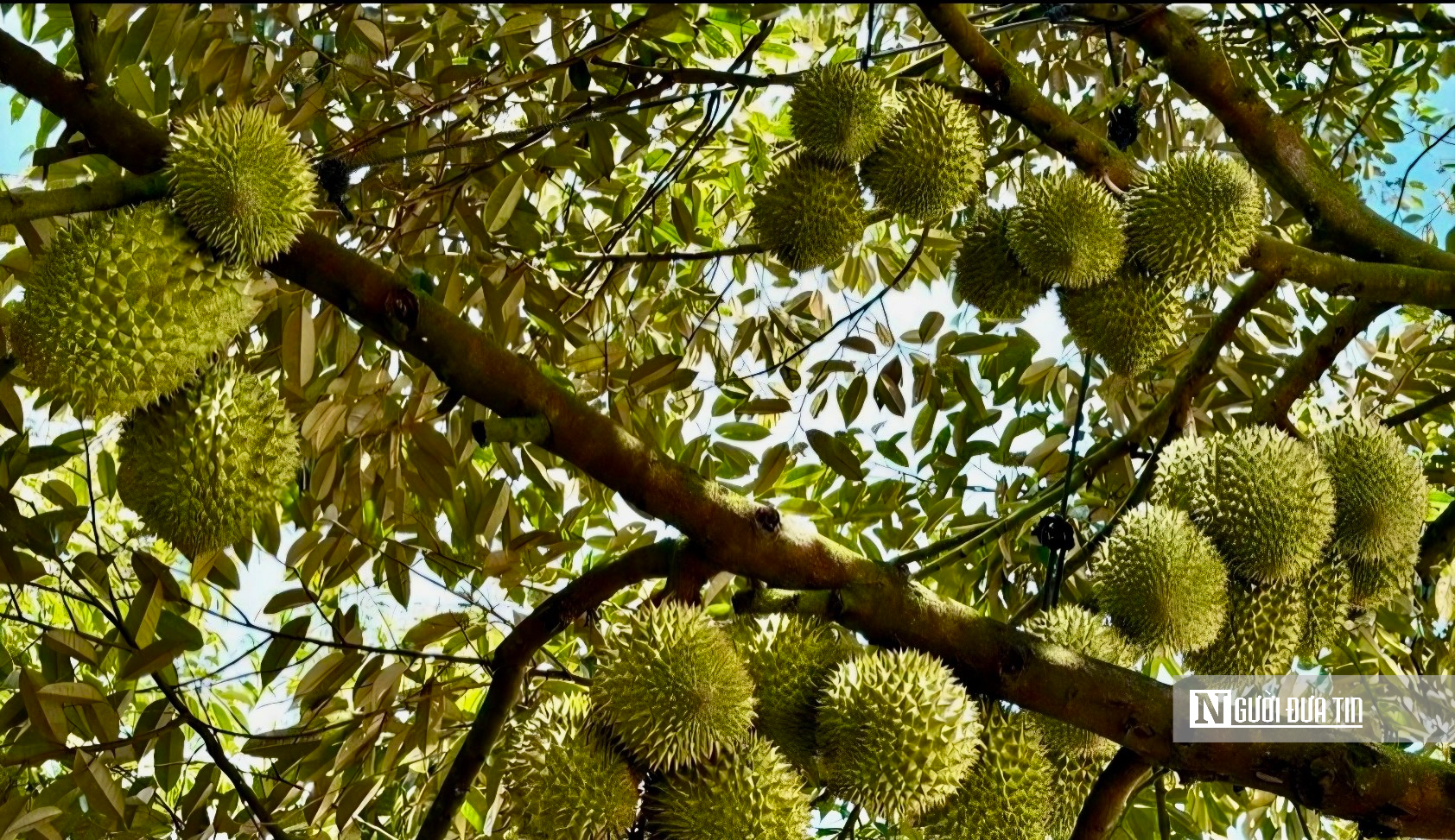  &ldquo;Thủ phủ sầu ri&ecirc;ng&rdquo; mới rộng lớn bậc nhất Đ&ocirc;ng Nam Bộ v&agrave;o vụ thu hoạch- Ảnh 4.