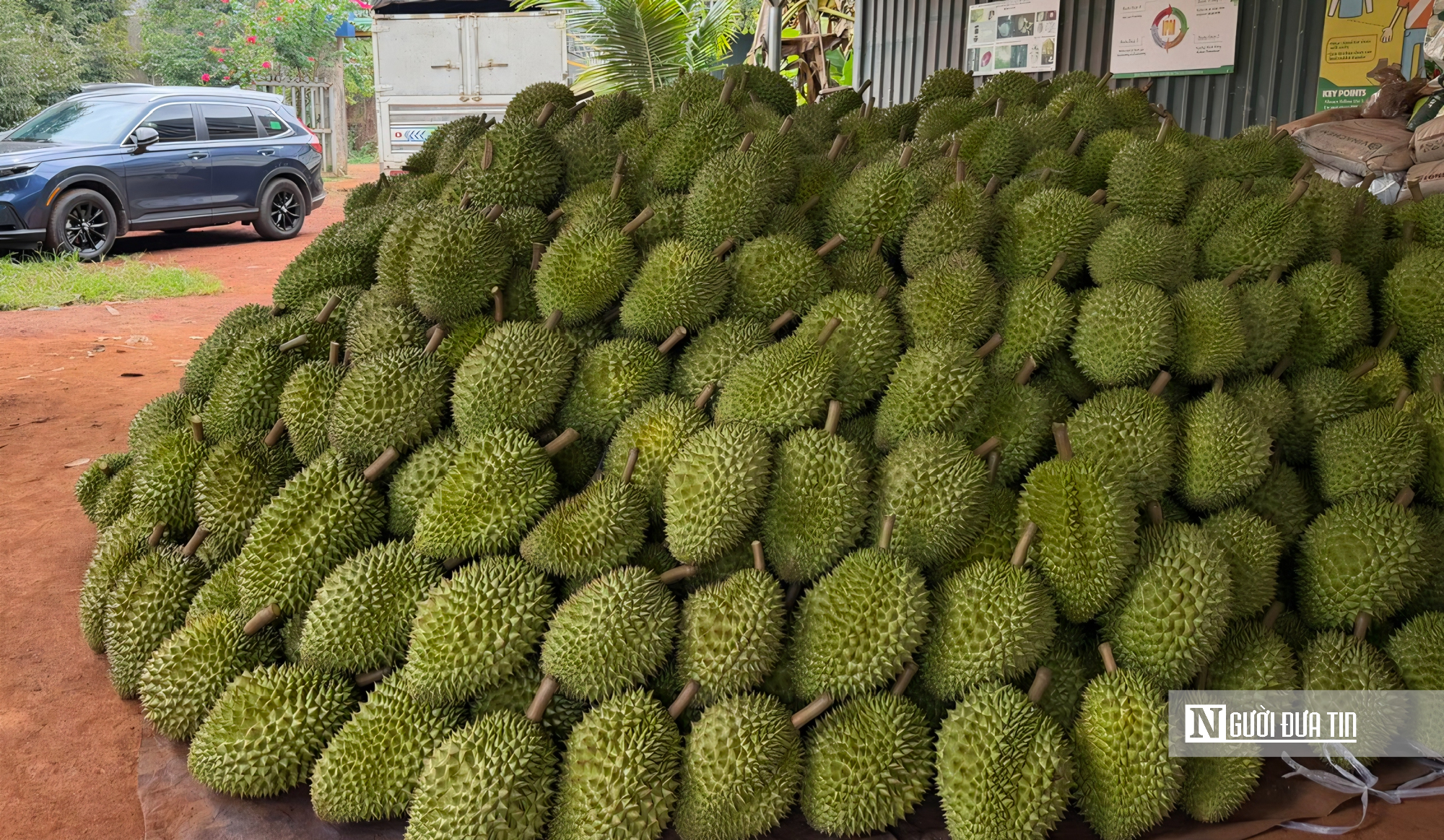  &ldquo;Thủ phủ sầu ri&ecirc;ng&rdquo; mới rộng lớn bậc nhất Đ&ocirc;ng Nam Bộ v&agrave;o vụ thu hoạch- Ảnh 3.
