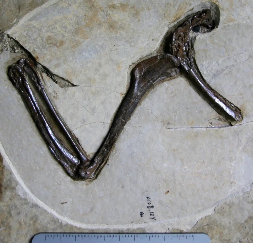 Phát hiện 