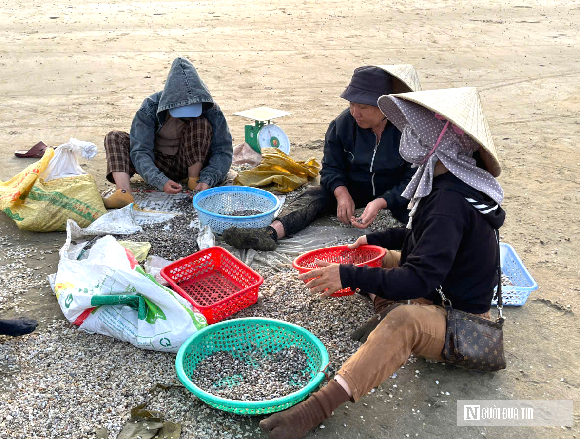 Ngư d&acirc;n chạy đua với thuỷ triều, c&agrave;o &ldquo;lộc trời&rdquo; kiếm tiền triệu mỗi ng&agrave;y- Ảnh 6.