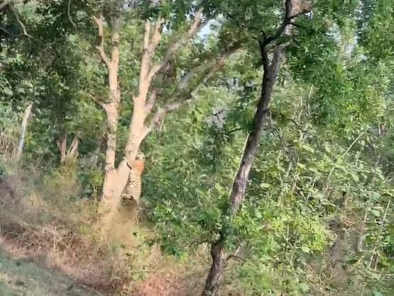 Du khách chứng kiến cảnh hổ cái đối đầu báo và cái kết bất ngờ - Ảnh 1.