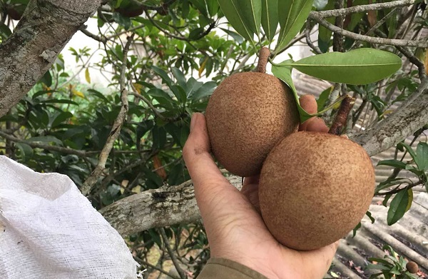 Không chỉ thơm ngọt, loại quả quen thuộc này còn là 