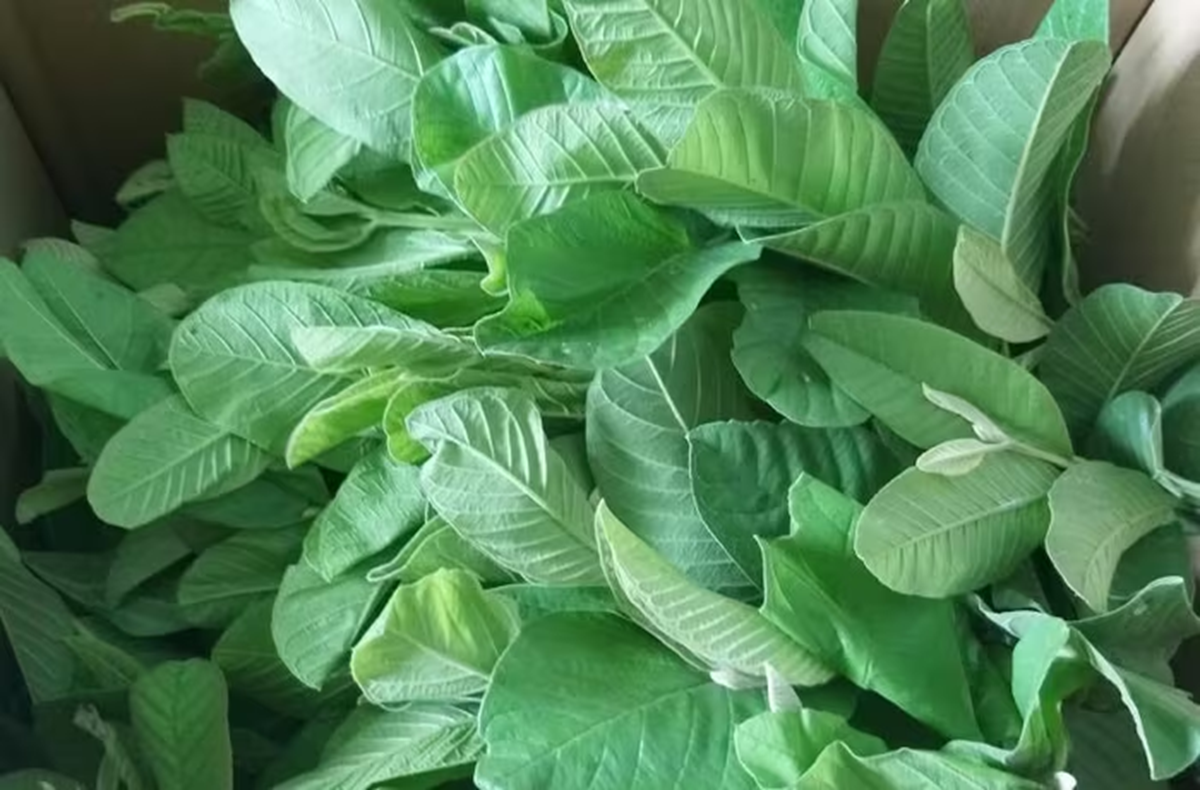 Uống 20 lá ổi mỗi ngày để chữa bệnh, 3 tháng sau, người đàn ông Hà Nội