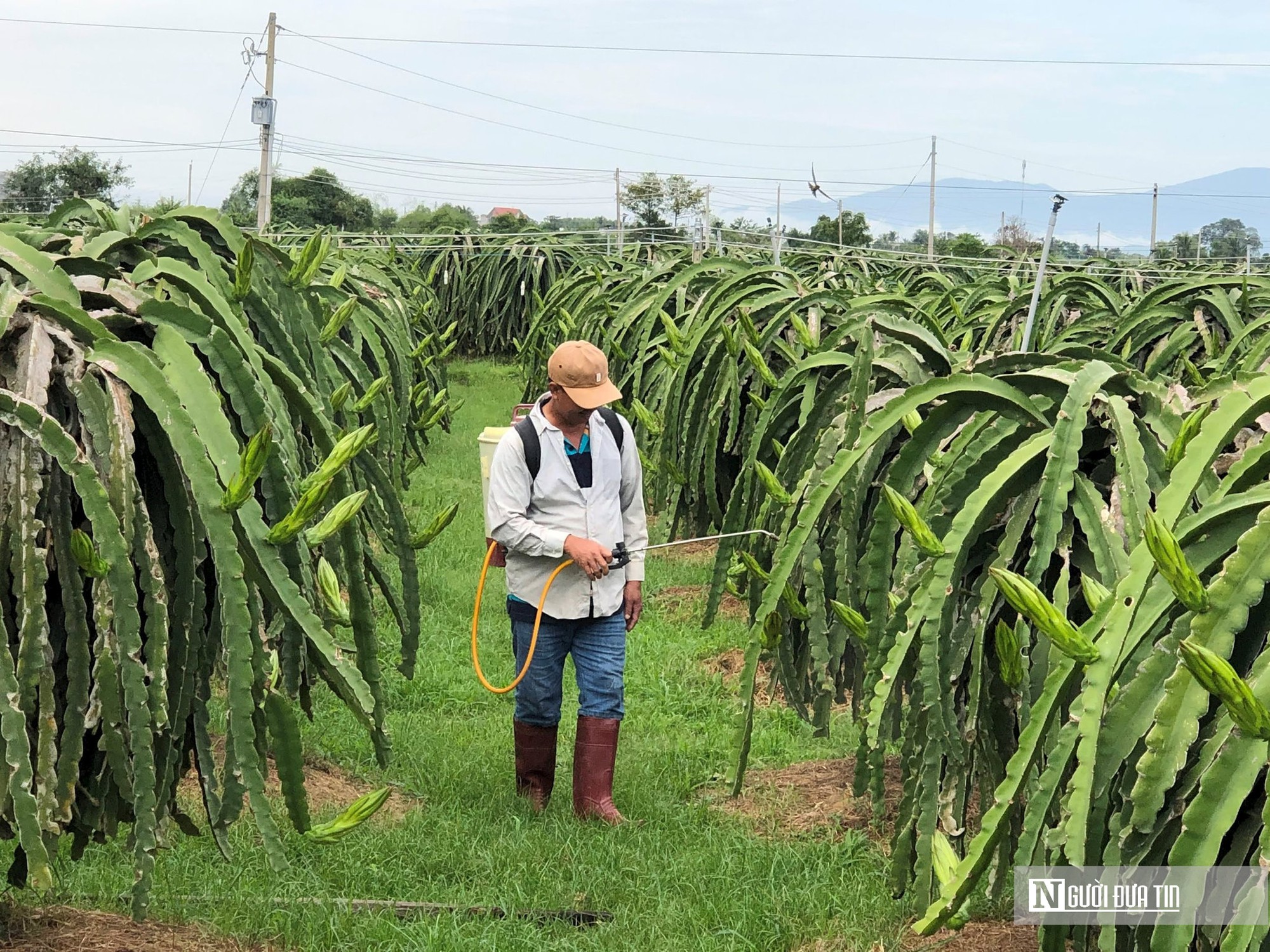 Thanh long Lâm Đồng vào vụ, giá lao dốc: Nhà vườn chỉ còn "lời tiền công"- Ảnh 1.