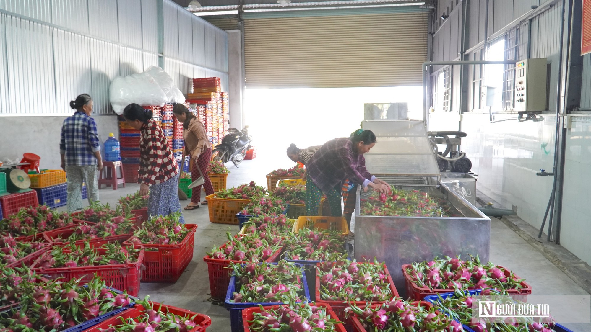 Thanh long Lâm Đồng vào vụ, giá lao dốc: Nhà vườn chỉ còn "lời tiền công"- Ảnh 4.
