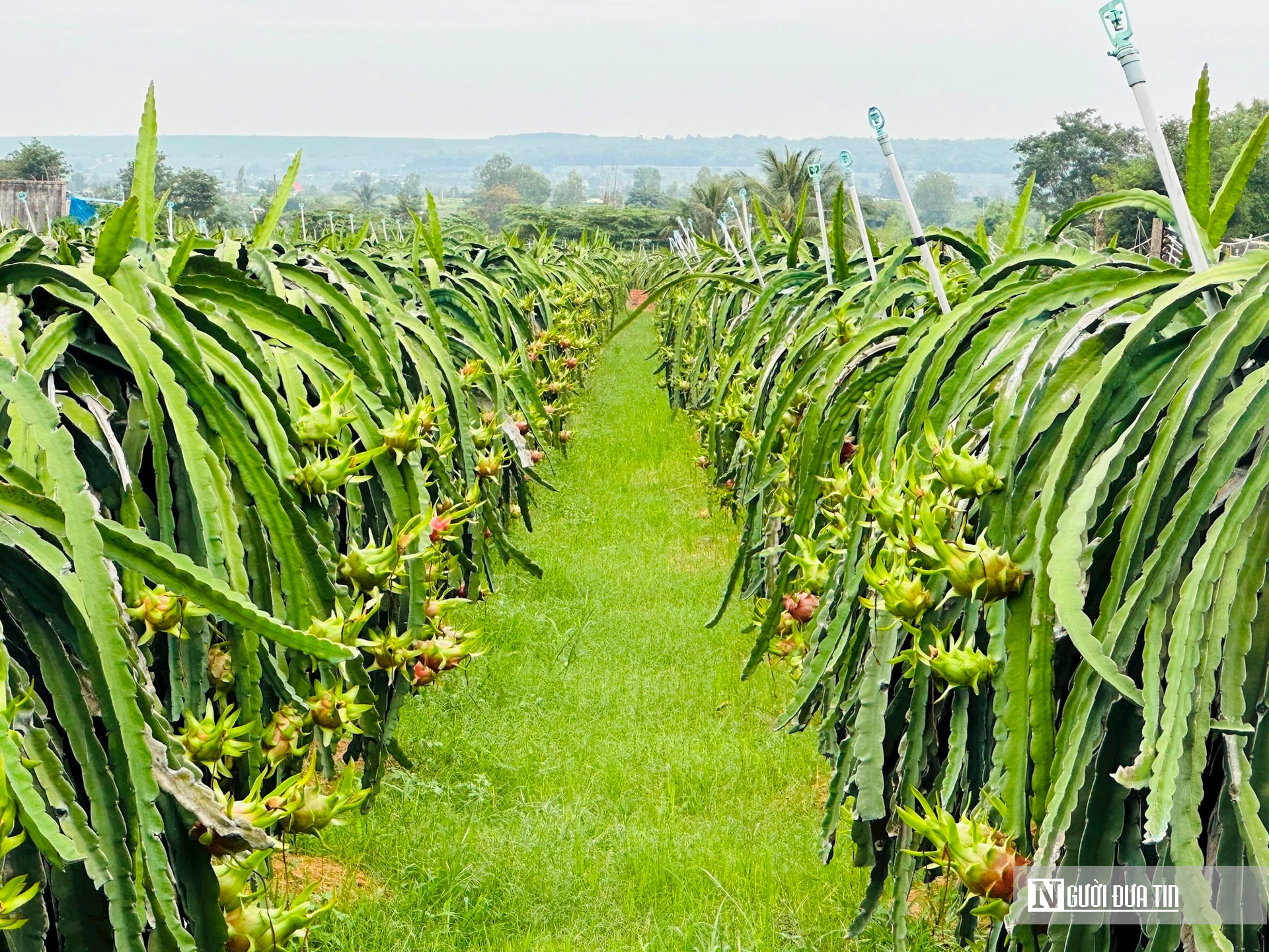 Thanh long Lâm Đồng vào vụ, giá lao dốc: Nhà vườn chỉ còn "lời tiền công"- Ảnh 6.