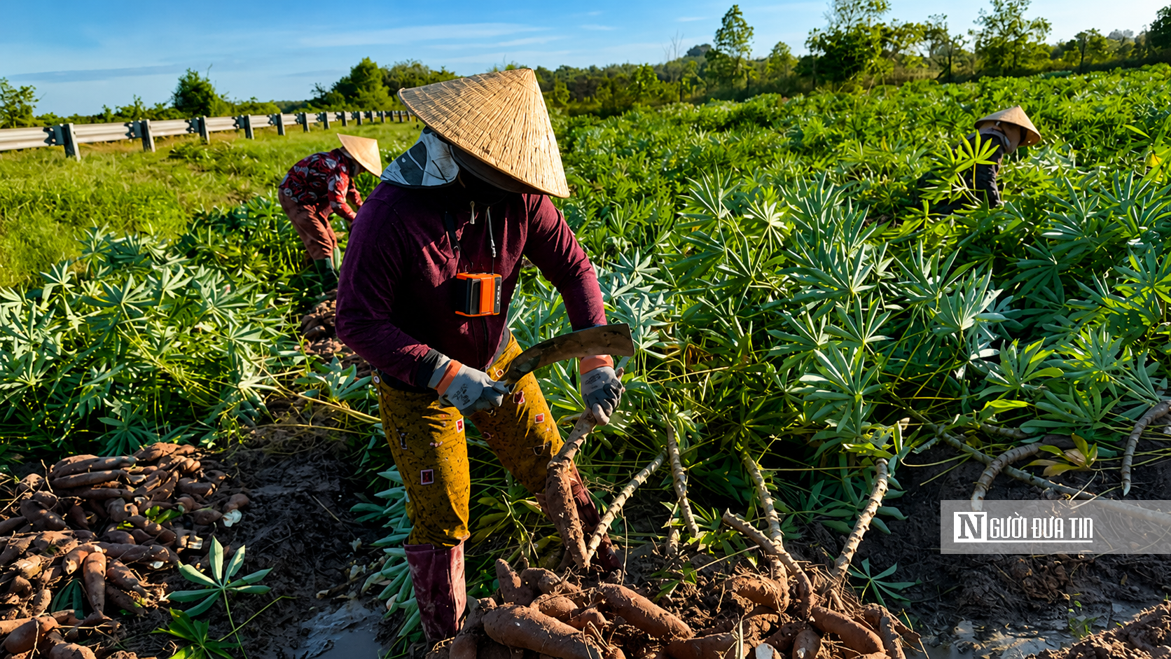 Theo chân người dân Tây Ninh vào mùa thu hoạch khoai mì- Ảnh 8.