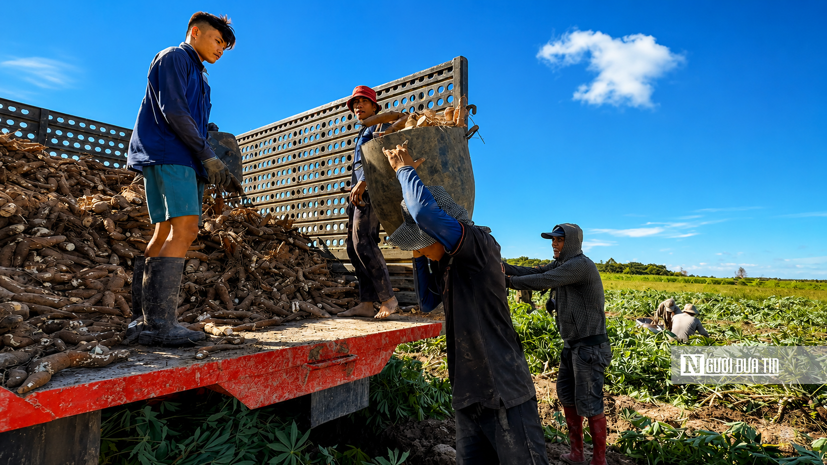 Theo chân người dân Tây Ninh vào mùa thu hoạch khoai mì- Ảnh 11.