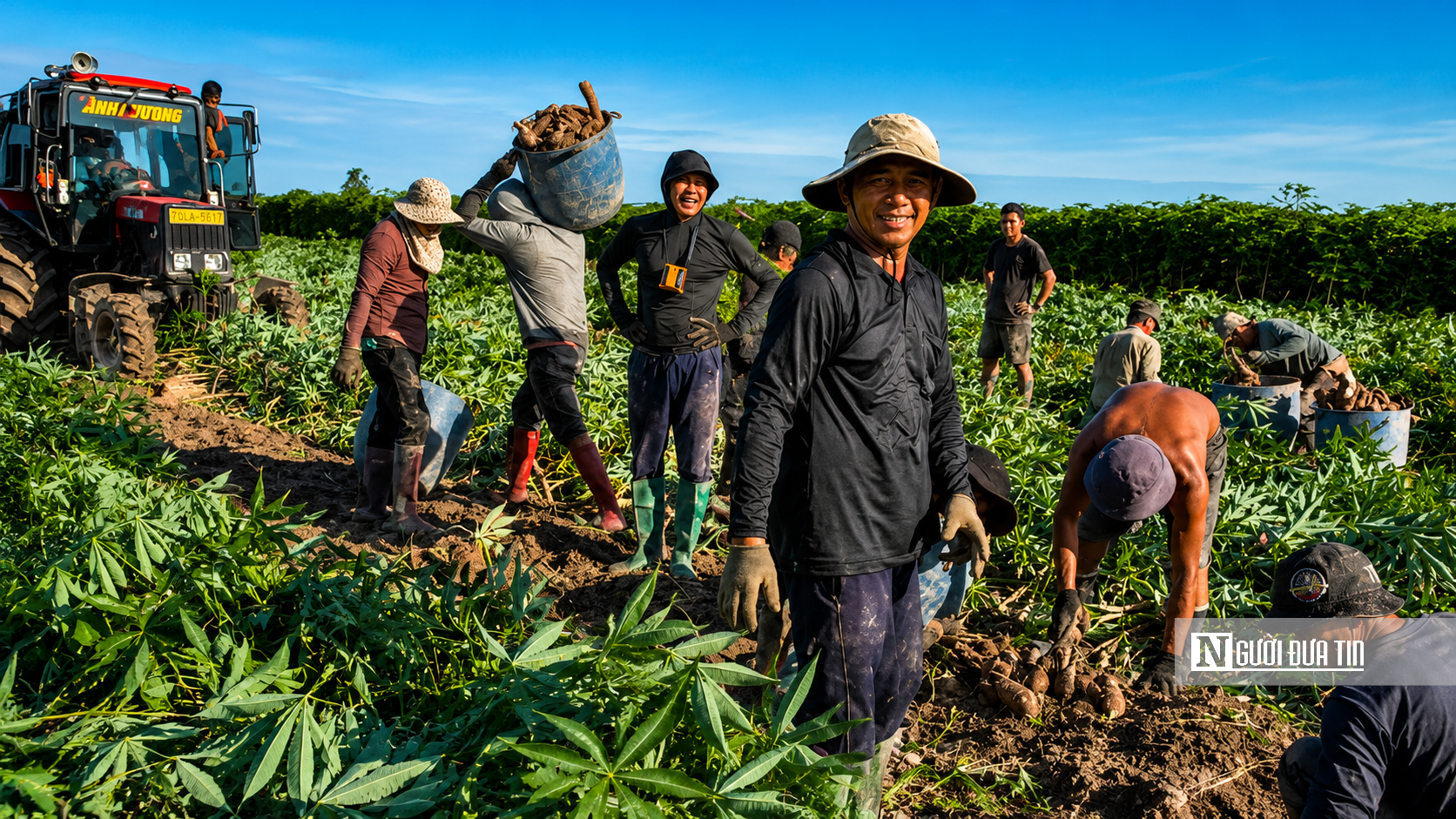 Theo chân người dân Tây Ninh vào mùa thu hoạch khoai mì- Ảnh 19.