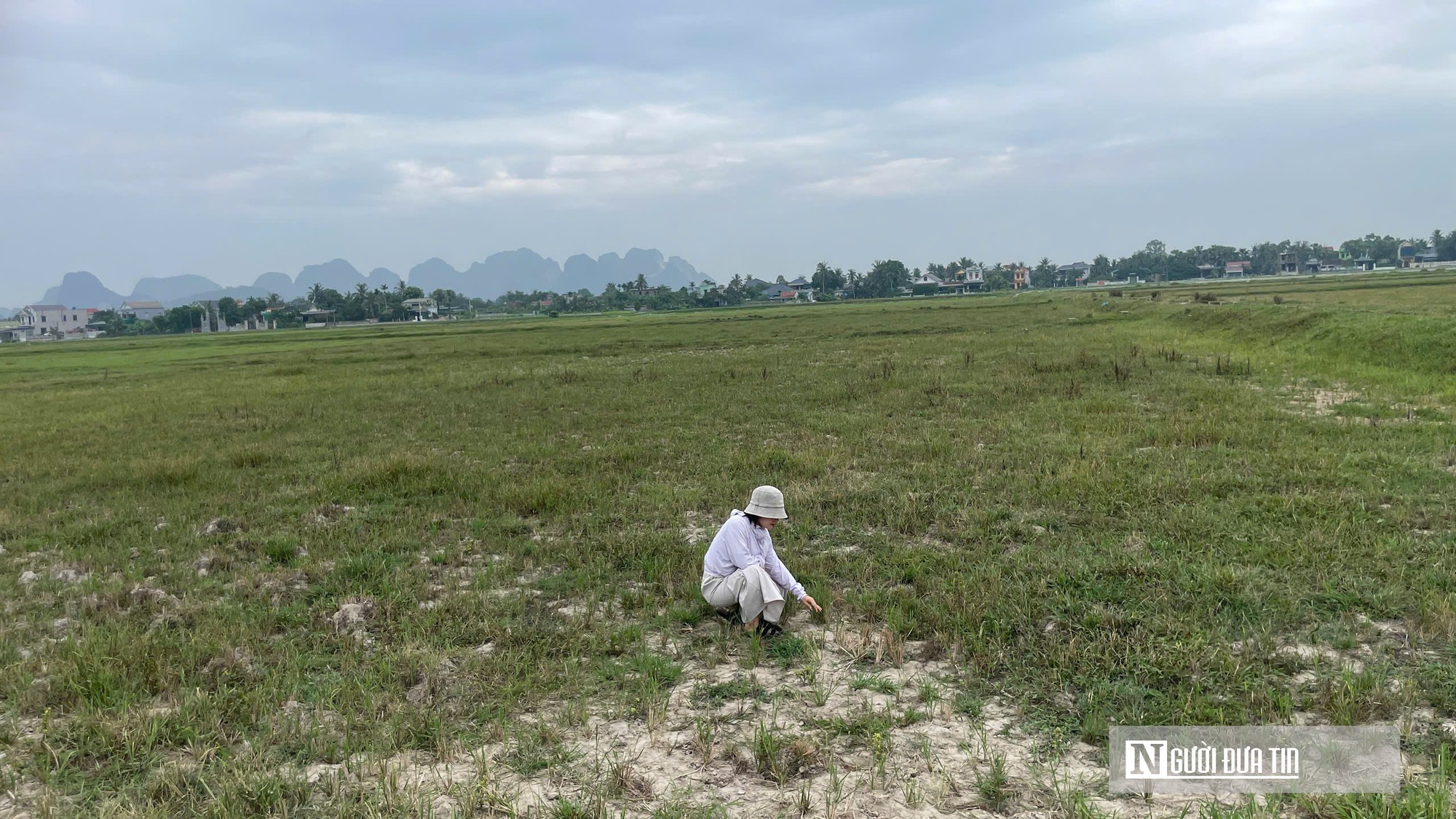 60 ha đất nông nghiệp bỏ hoang nhiều năm chờ cụm công nghiệp Quảng Yên- Ảnh 1.