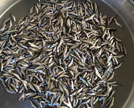 Loại cá nhỏ bé nhưng lại khiến bao thực khách phải mong chờ - Ảnh 1.