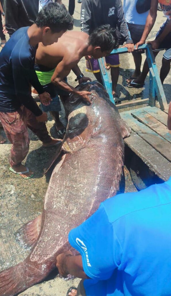 Ngư dân câu được cá mú khổng lồ nặng 100kg trên biển - Ảnh 1.