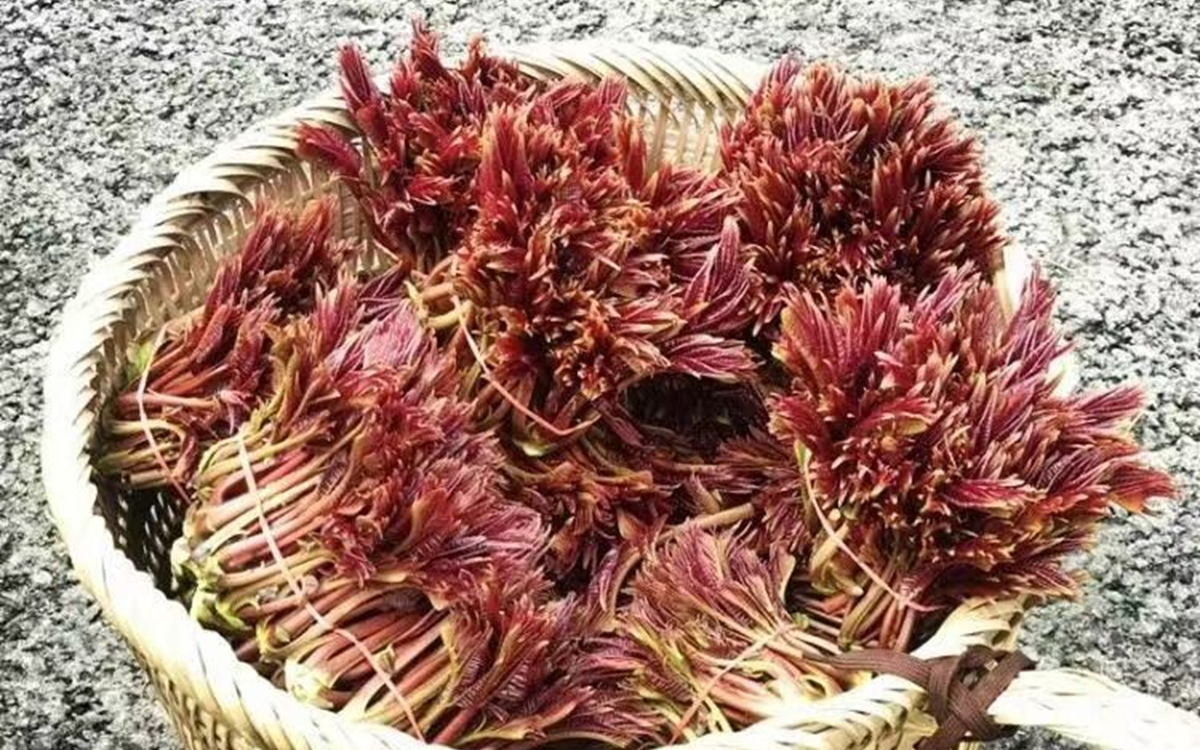 C&acirc;y dại quen thuộc ở Việt Nam, được v&iacute; l&agrave; "khắc tinh" của rắn, nước ngo&agrave;i "săn đ&oacute;n" 150.000 đồng/kg - Ảnh 4.