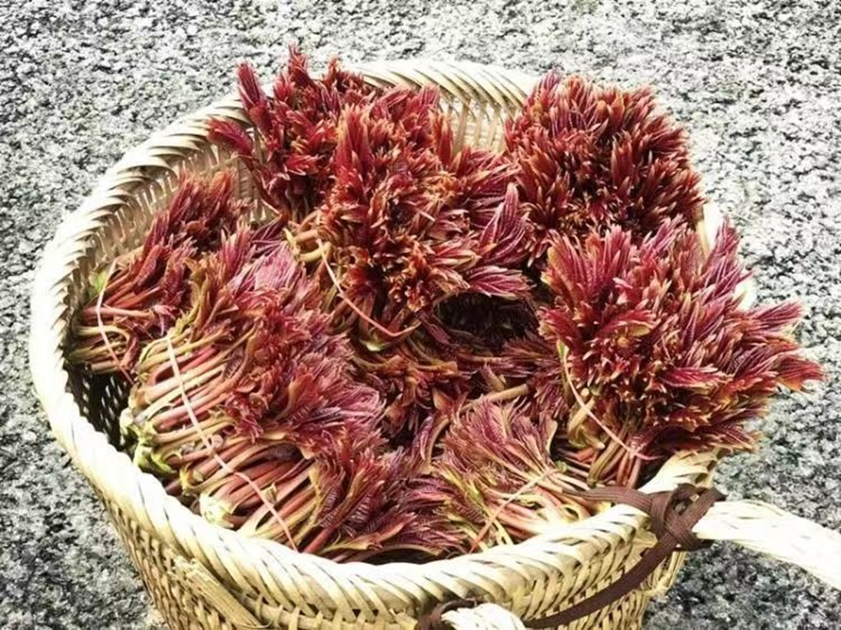 Loại cây dại ở Việt Nam, người nước ngoài coi là 