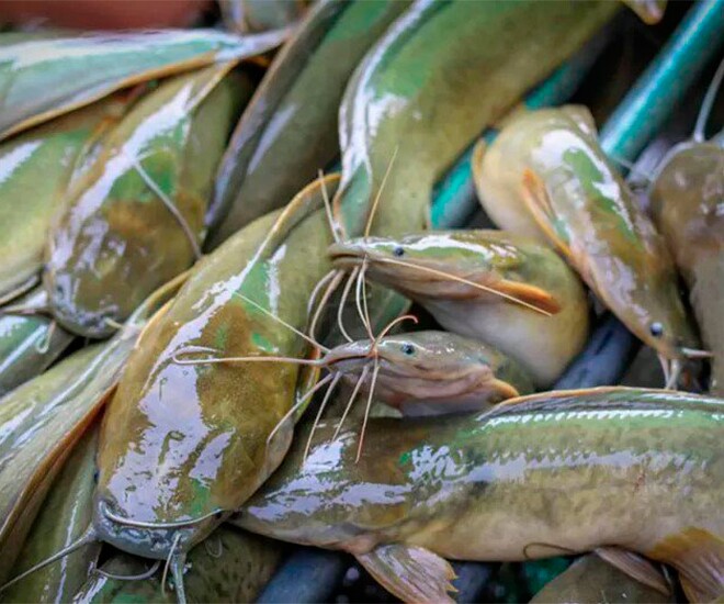 Loại cá có vẻ ngoài giản dị là cả một thế giới món ngon, rất giàu omega-3 và protein - Ảnh 1.