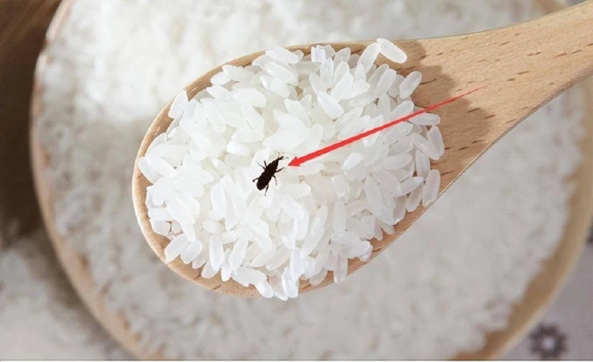 Mọt gạo sẽ