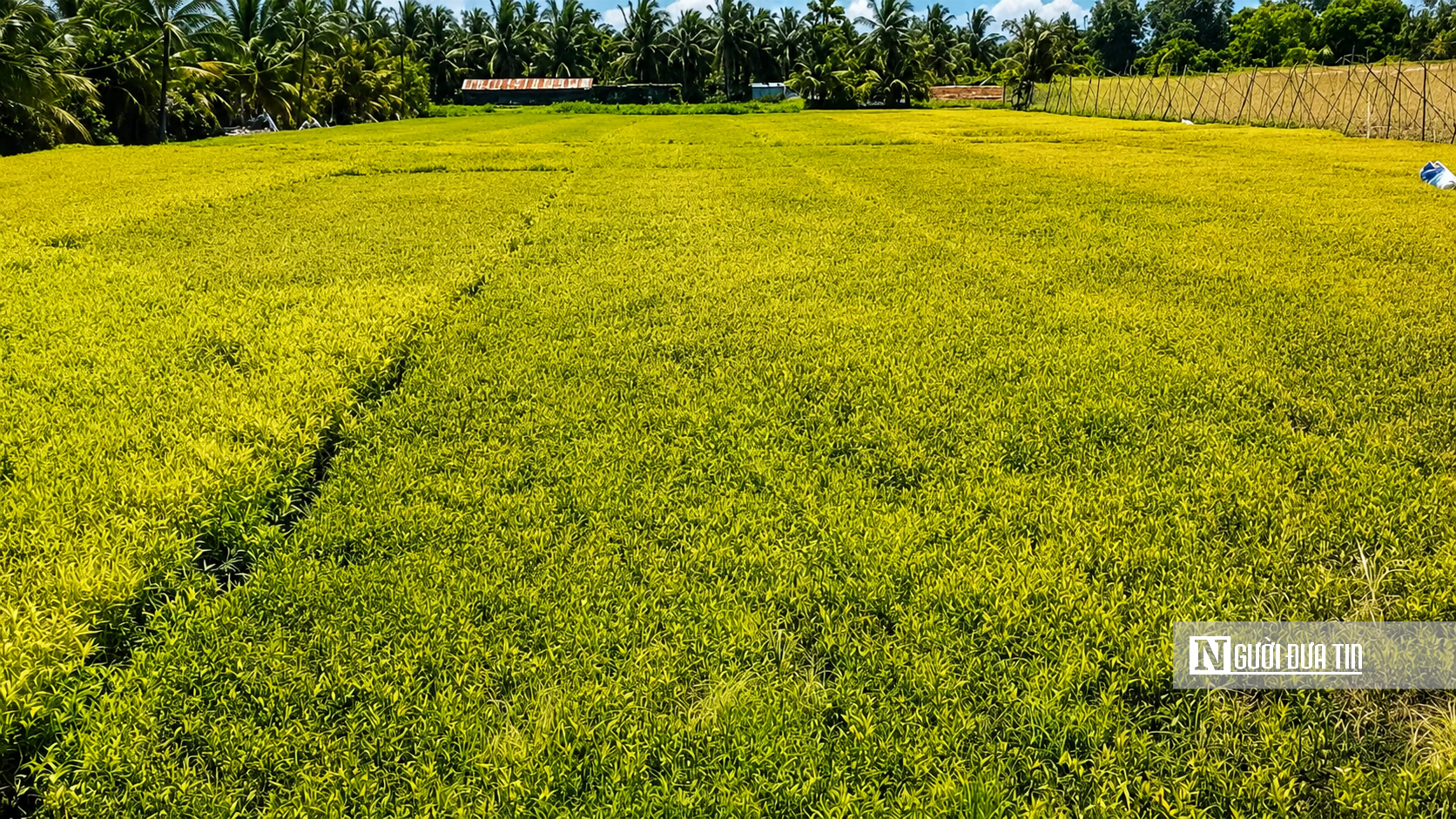 Rau màu bất ngờ cháy lá, vàng đọt, nông dân Đồng Tháp mất ăn, mất ngủ- Ảnh 1.