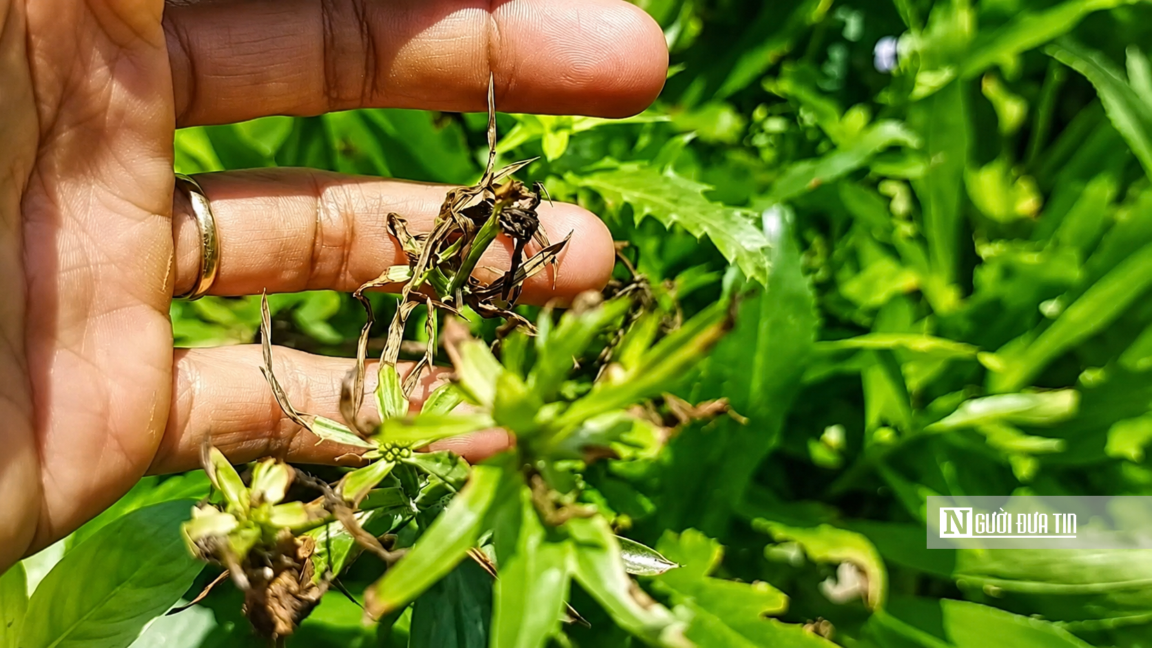 Rau màu bất ngờ cháy lá, vàng đọt, nông dân Đồng Tháp mất ăn, mất ngủ- Ảnh 4.