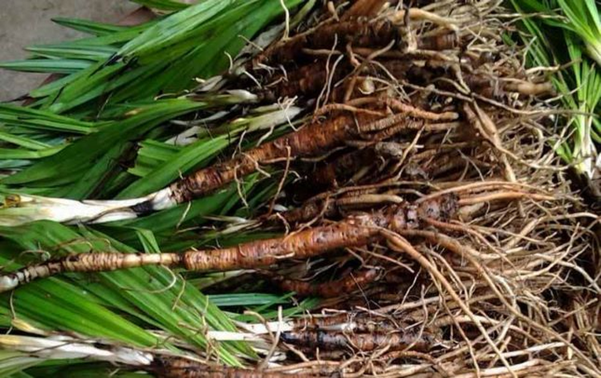 Loài cây dại mọc bờ rào xưa không ai
