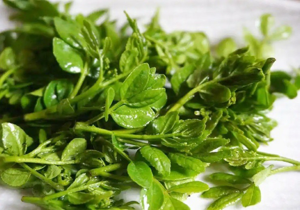 Loại cây ai cũng nghĩ chỉ lấy quả, hóa ra lá non mới là thứ