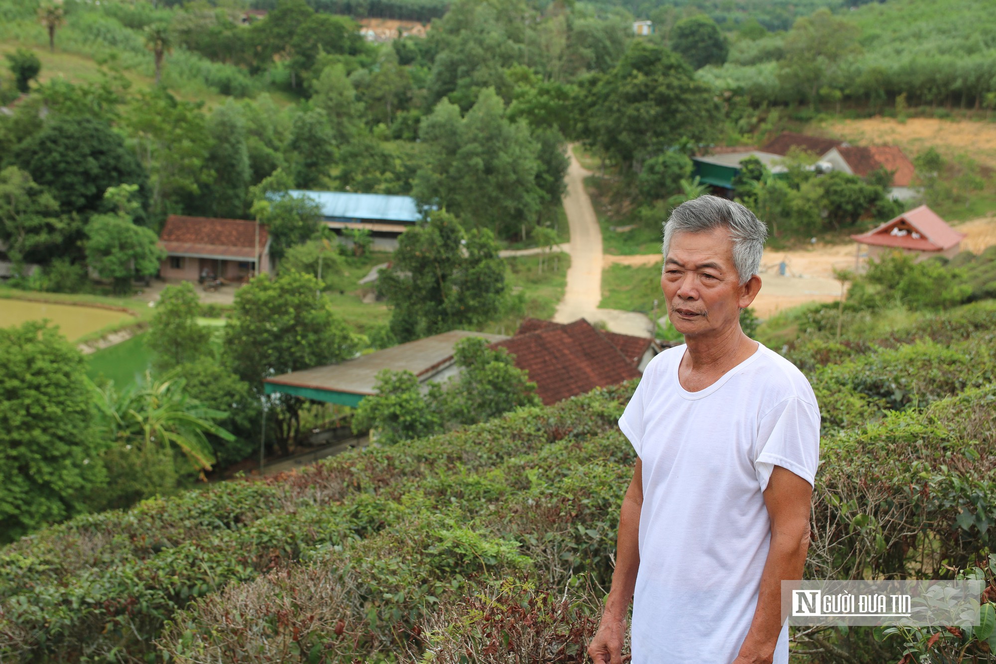 Người trồng ch&egrave; đứng trước b&agrave;i to&aacute;n bỏ hay giữ ch&egrave;? - Ảnh 2.
