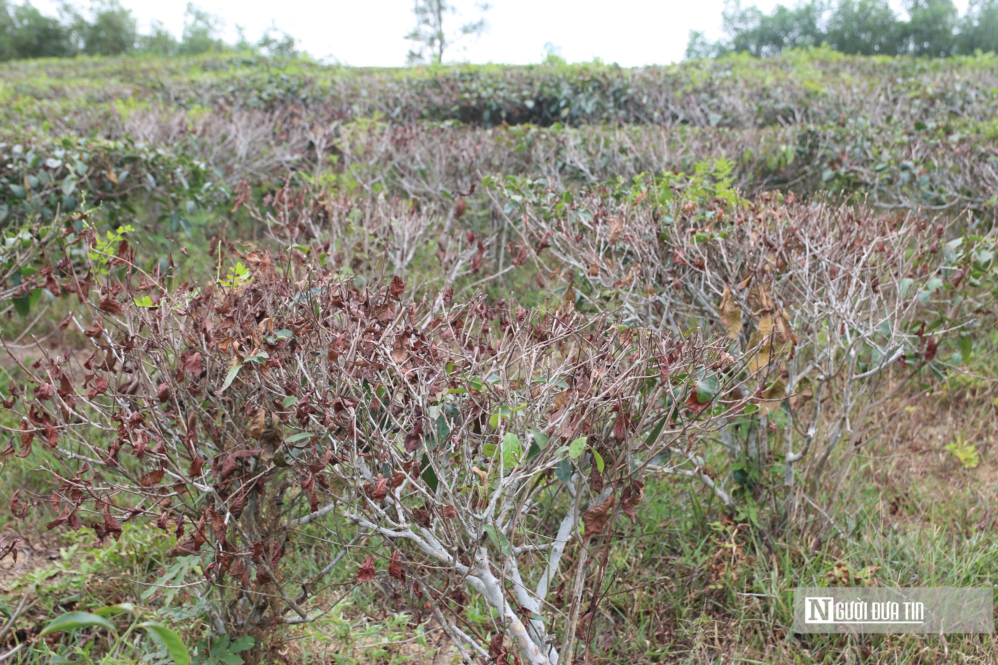 Người trồng ch&egrave; đứng trước b&agrave;i to&aacute;n bỏ hay giữ ch&egrave;? - Ảnh 6.