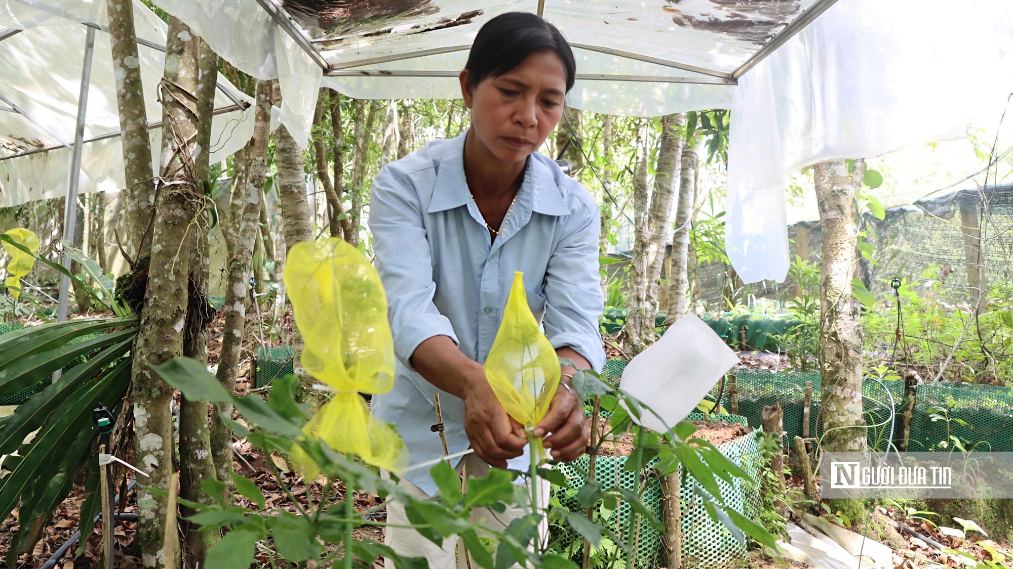 Giữa đại ngàn Ngọc Linh, từng chùm hạt sâm được "mặc áo giáp" chờ ngày thu hoạch- Ảnh 5.