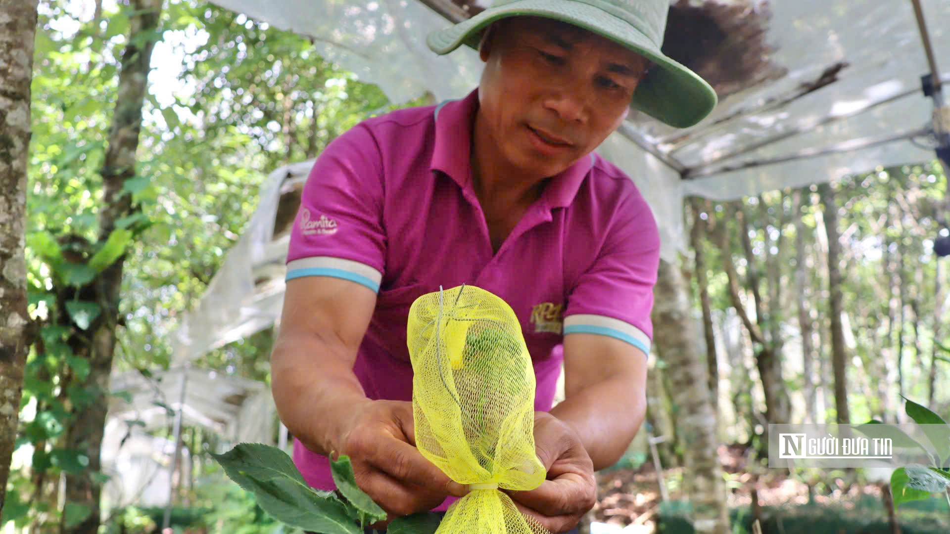 Giữa đại ngàn Ngọc Linh, từng chùm hạt sâm được "mặc áo giáp" chờ ngày thu hoạch- Ảnh 10.