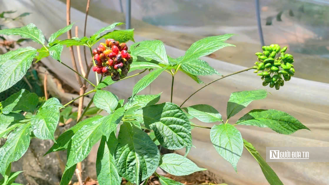 Giữa đại ngàn Ngọc Linh, từng chùm hạt sâm được "mặc áo giáp" chờ ngày thu hoạch- Ảnh 11.