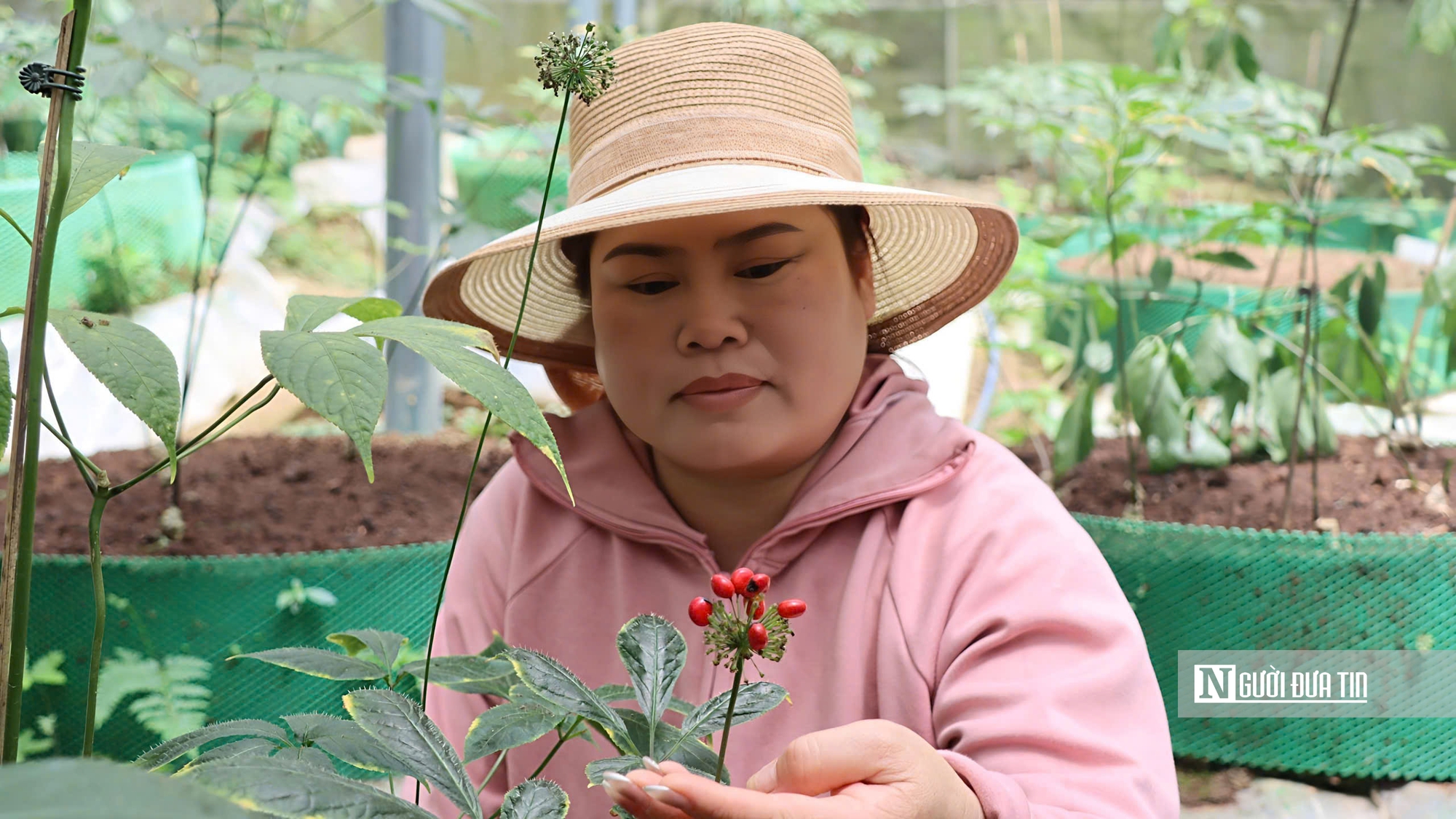 Giữa đại ngàn Ngọc Linh, từng chùm hạt sâm được "mặc áo giáp" chờ ngày thu hoạch- Ảnh 12.
