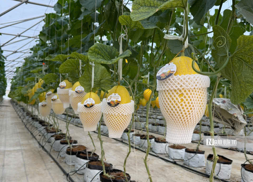 Mang hương vị nông sản Lâm Đồng đến hàng triệu hành khách bằng đường hàng không- Ảnh 5.