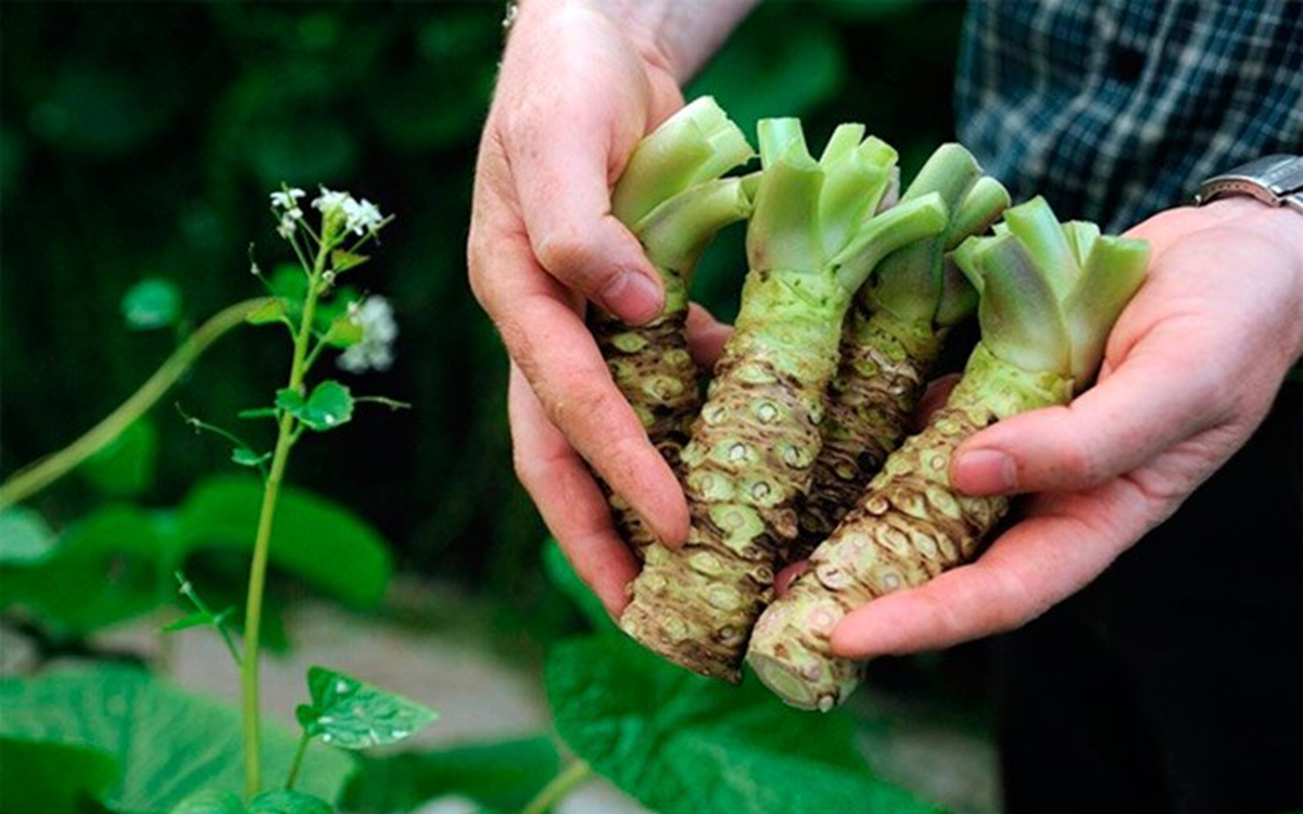 Loại củ v&iacute; như "nh&acirc;n s&acirc;m người ngh&egrave;o", hễ ra chợ l&agrave; thấy - Ảnh 3.