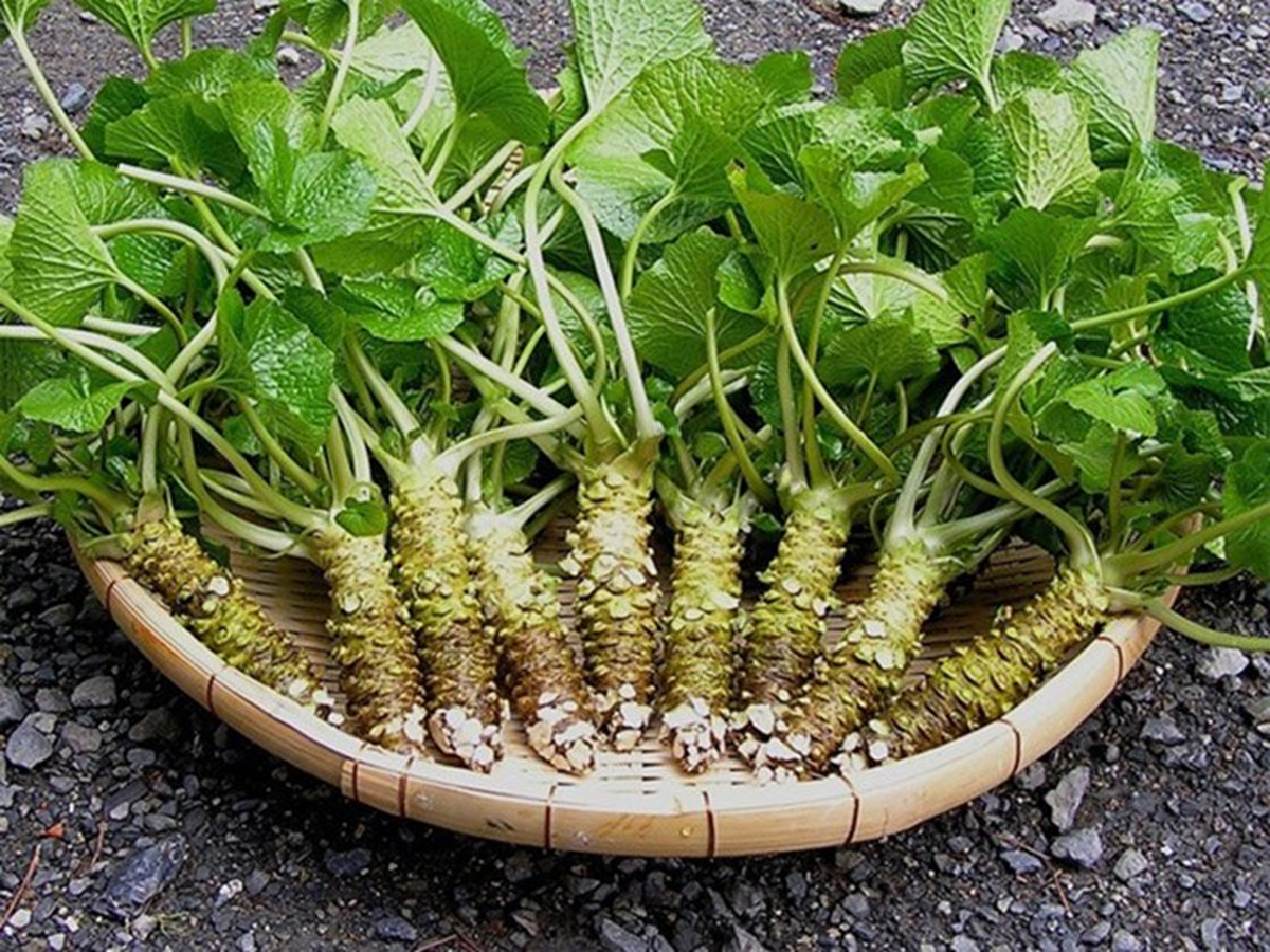 Loại củ đắt đỏ