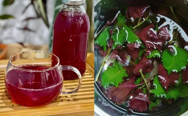 Nước lá tía tô có nhiều lợi ích cho sức khỏe, nhưng 4 nhóm người không nên uống hàng ngày - Ảnh 1.