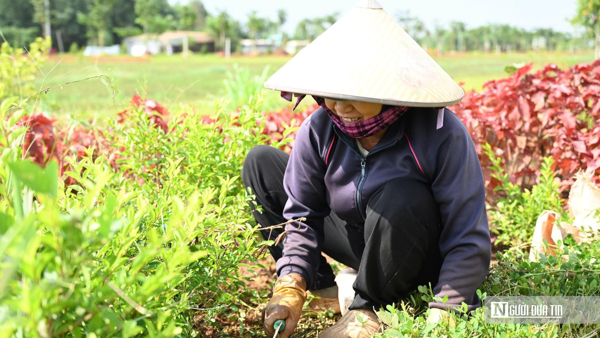 Đường v&agrave;o s&acirc;n bay Long Th&agrave;nh mang diện mạo mới ng&agrave;y về đ&iacute;ch- Ảnh 7.